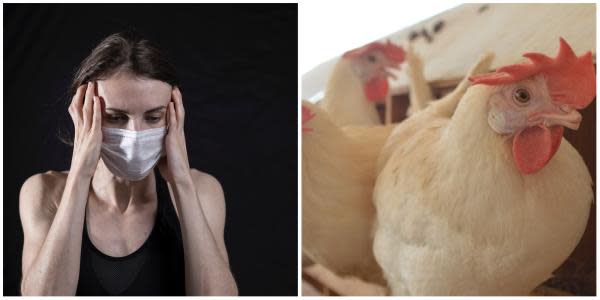 Baja California alerta por riesgo a contagio de gripe aviar 