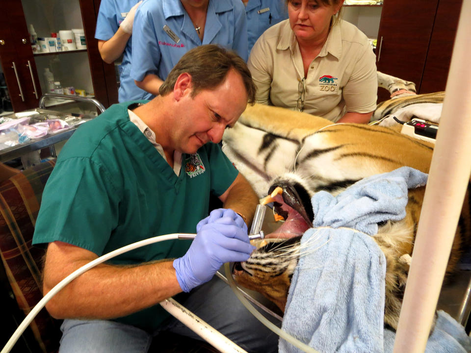 Safari dentist