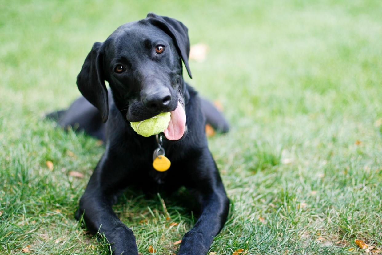 black puppy with ball