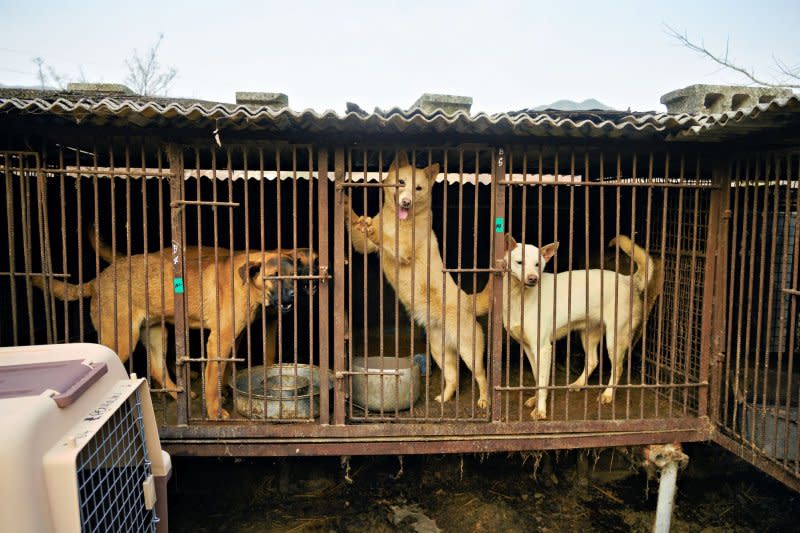 Dog meat farmers and restaurants will have a three-year phaseout to comply with the ban. File Photo by Thomas Maresca/UPI