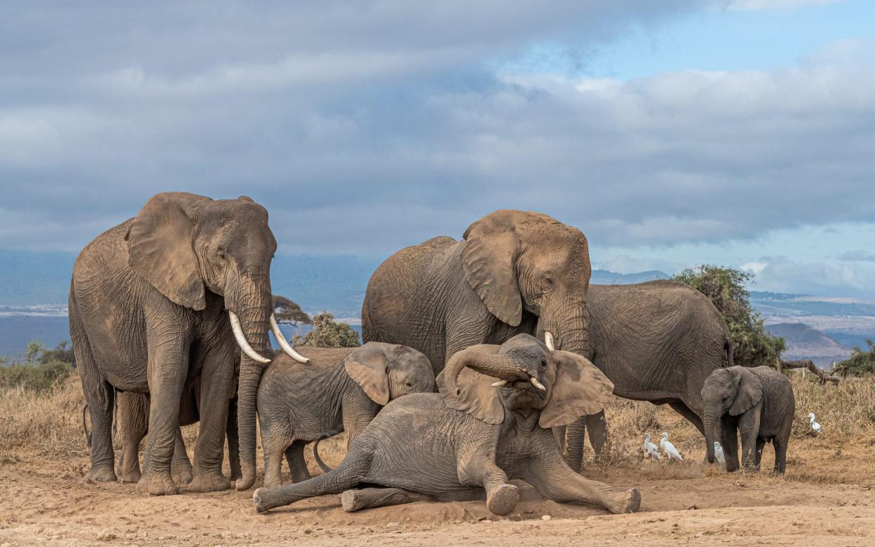 A baby elephant cuddles up to its mother as she lays on the ground and is treated to a dust shower on a hot day after grazing the planes of Amboseli National Park in Kenya. - Solent News & Photo Agency