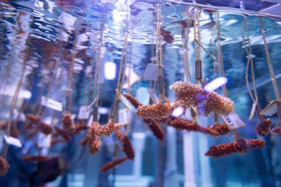 Fragmentos de coral cuerno de ciervo cuelgan en un tanque del Laboratorio Experimental de Arrecifes de NOAA y la Universidad de Miami (UM).