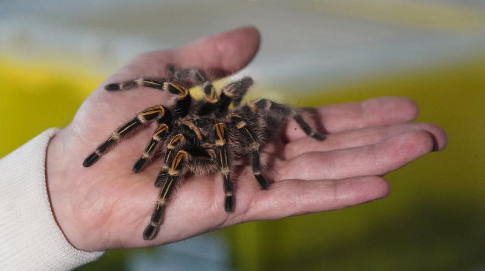 Many species of live tarantulas which are not endangered but whose trade is tightly controlled were also listed for sale (PA Wire)