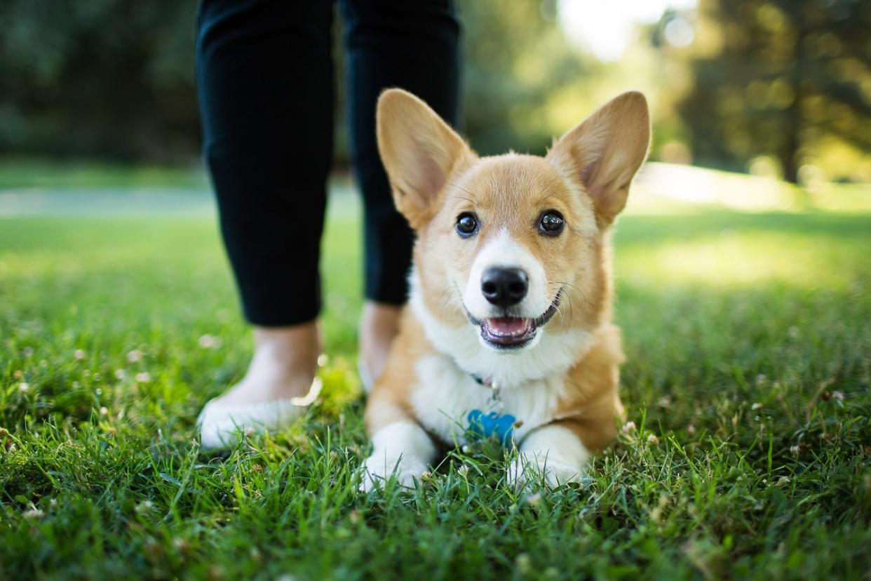 corgi lying in grass next to woman's feet