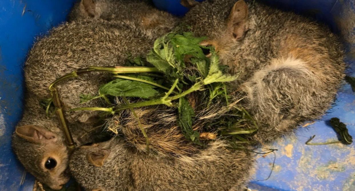 The squirrels appeared to have been tangled together when they were found (RSPCA)