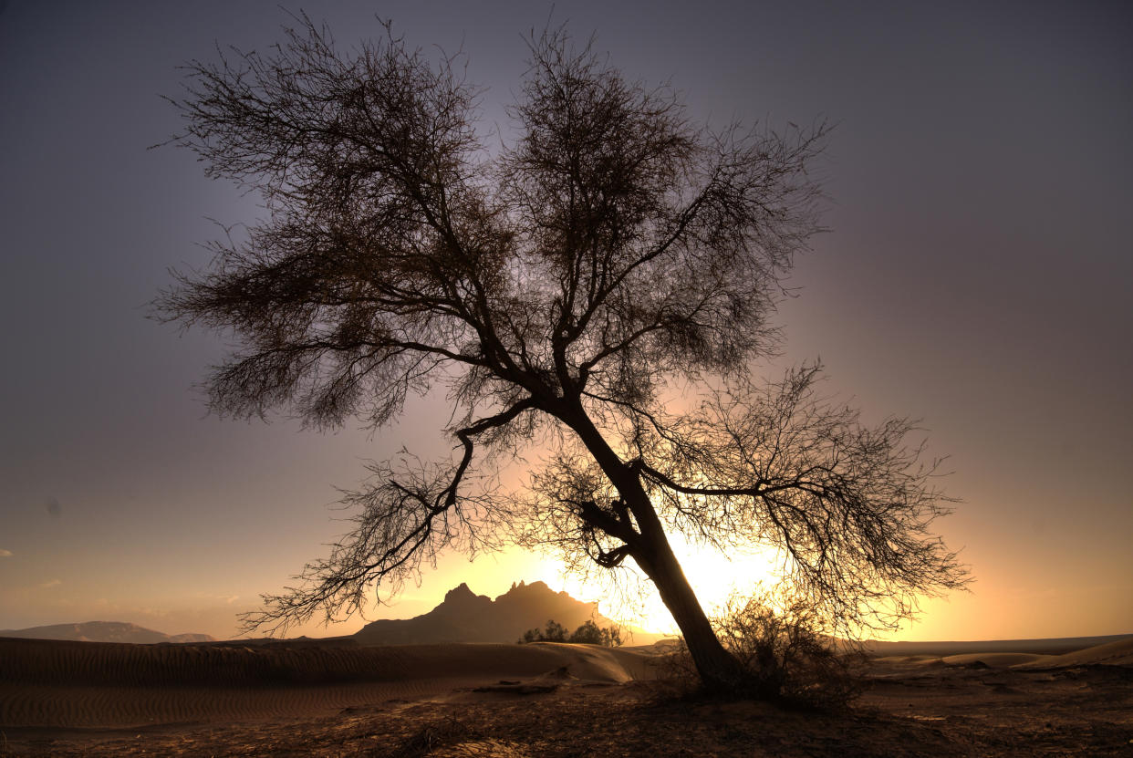 Desert, tree, oasis, Libya, Sahara, Africa, sundown, mountains, Romantical, mood, sand, crooked, leaning, tree, no leaves. (Photo by: Prisma Bildagentur/Universal Images Group via Getty Images)