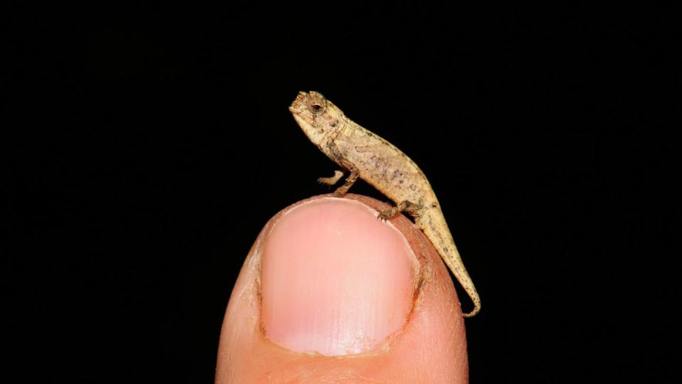 Ein internationales Forscherteam hat auf Madagaskar die neue, winzig kleine Chamäleonart Brookesia nana entdeckt.