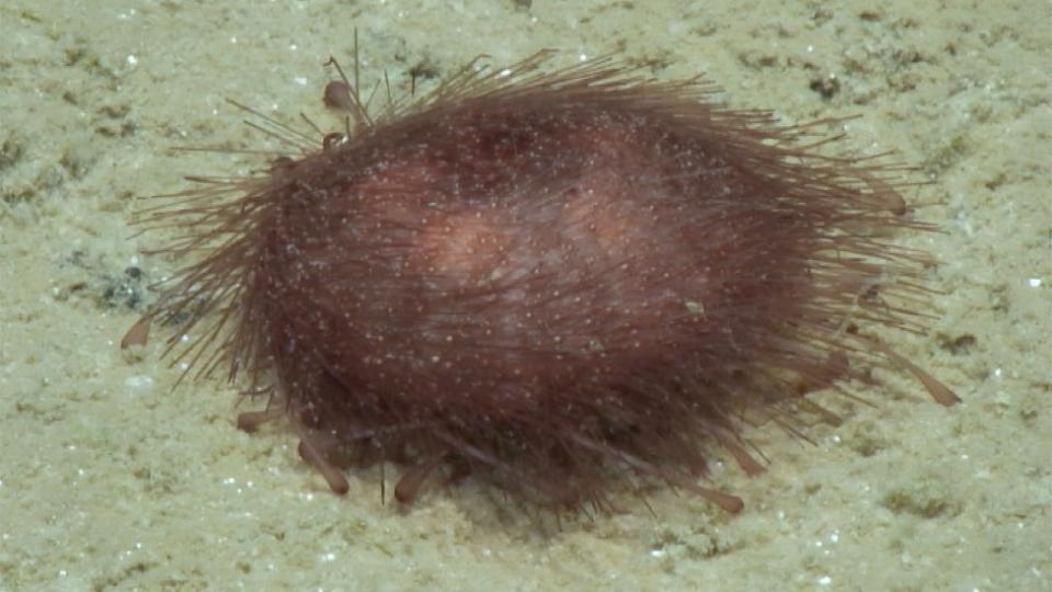 Erizo de mar: Kamptosoma abyssale