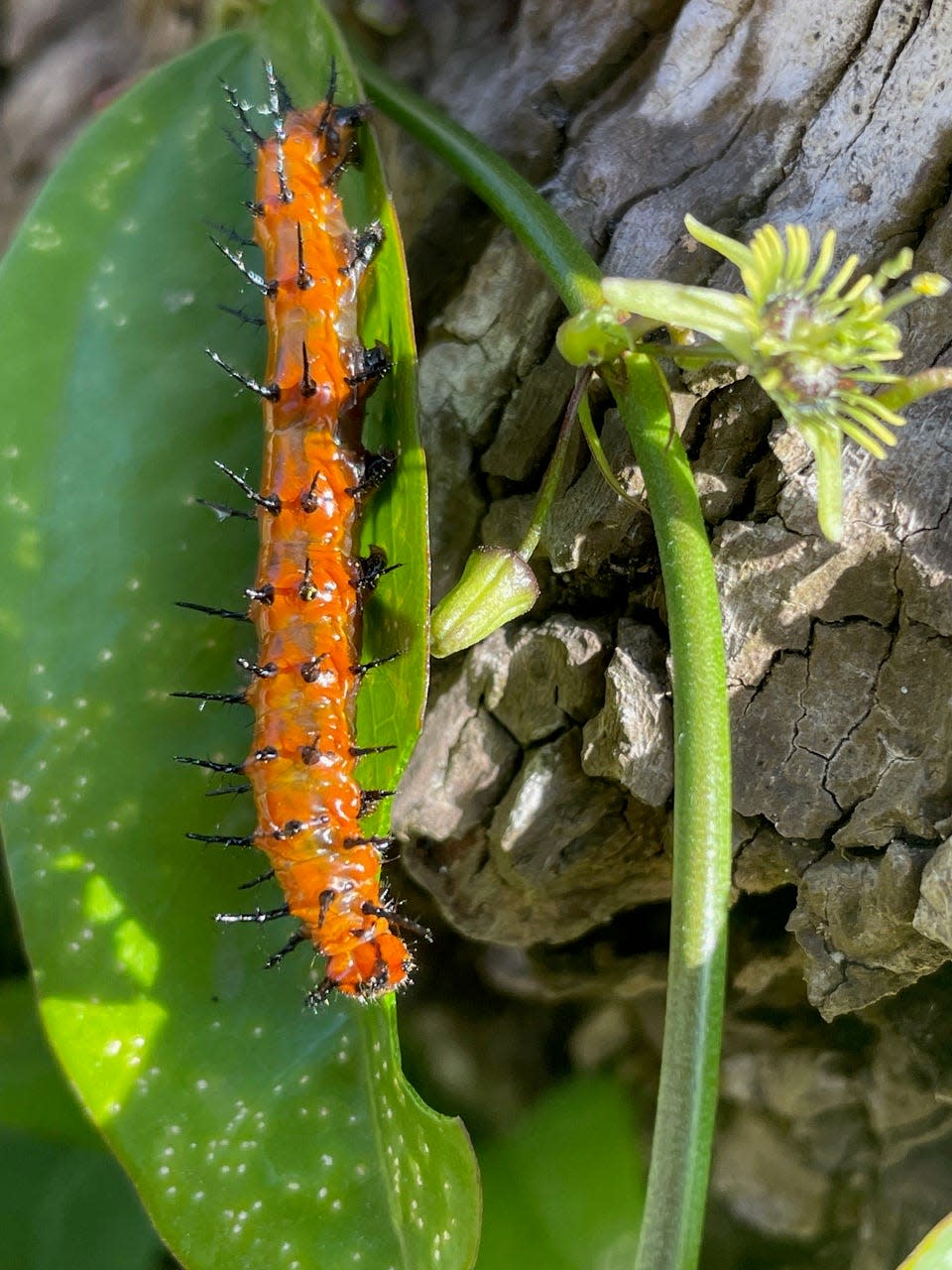 The caterpillar of the variegated fritillary on a passionvine.