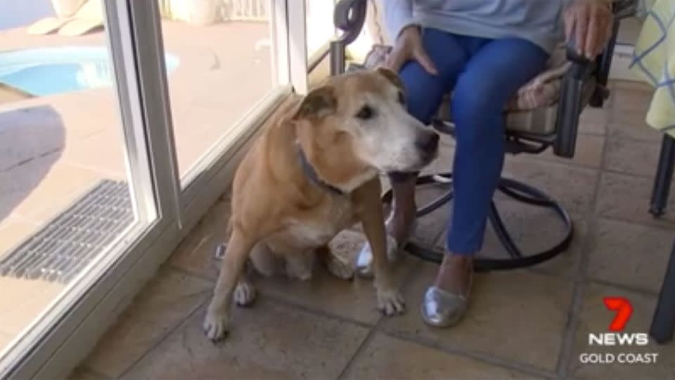 Bob, sitting by owner Marilyn's feet following the dramatic rescue. Source: 7 News