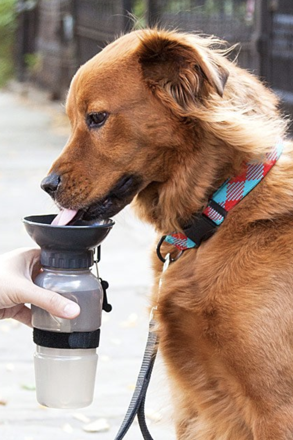 Use This Dog Bowl Water Bottle for Hikes