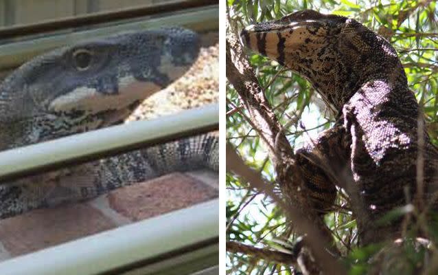 Residents shared these photos of large goannas to Facebook. Source: Kristy Phillips and Hay McCabe.