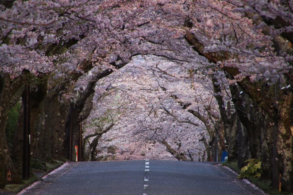 Road Amidst Trees Against Sky