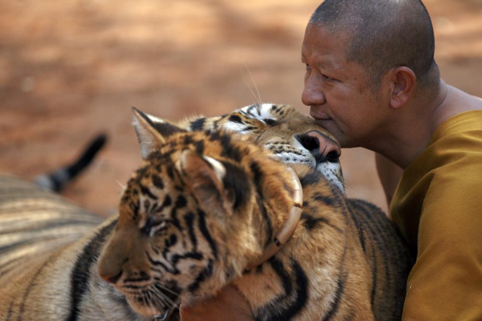 The Tiger Temple