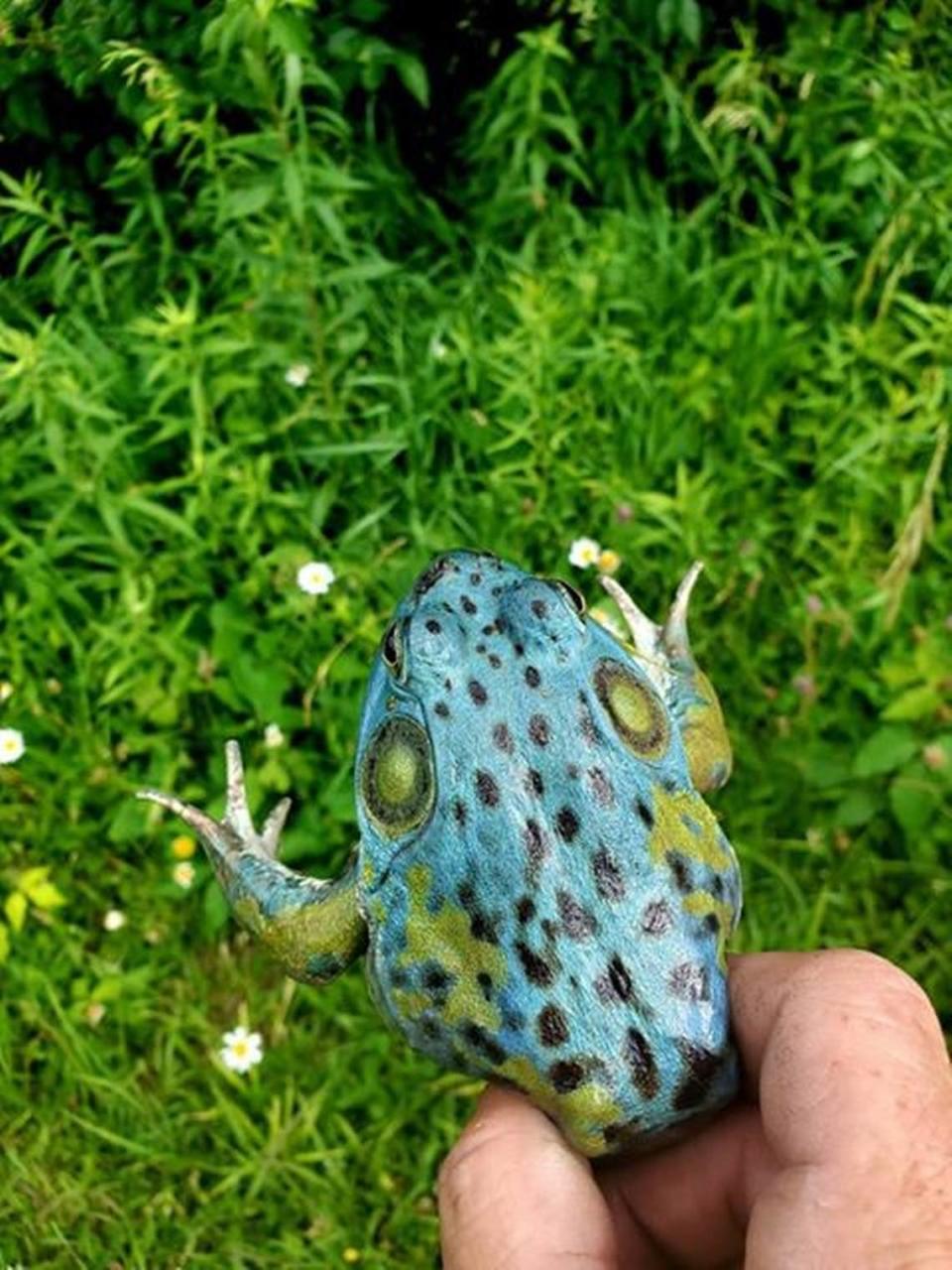 Ohio man Matt Minnich recently found and photographed an extremely rare blue bullfrog, sharing the photos with the Ohio Department of Natural Resources.
