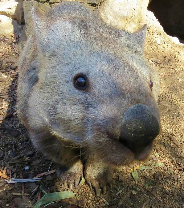 The wombat was adored by staff and visitors, the zoo wrote on its Facebook page. Source: Facebook/National Zoo & Aquarium Canberra