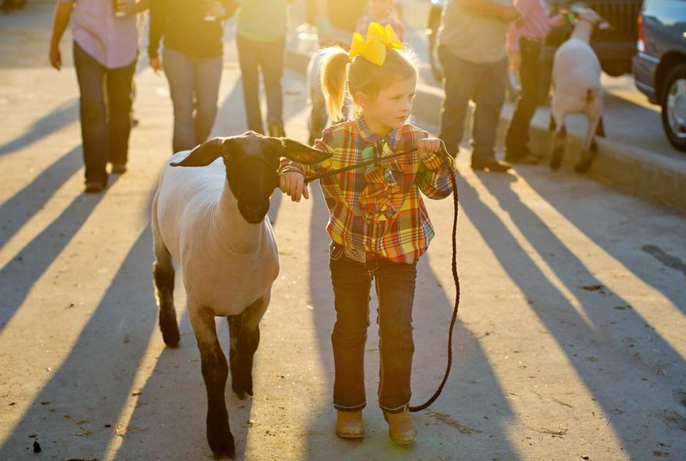 Sloane Hinnant, 4, of Wilson, N.C. walks her lamb, Mr. Isabelle, into the exposition center for the Junior Market Lamb Showmanship Champion contest Thursday, October 15, 2015 at the NC State Fair in Raleigh, N.C. Jill Knight/File photo