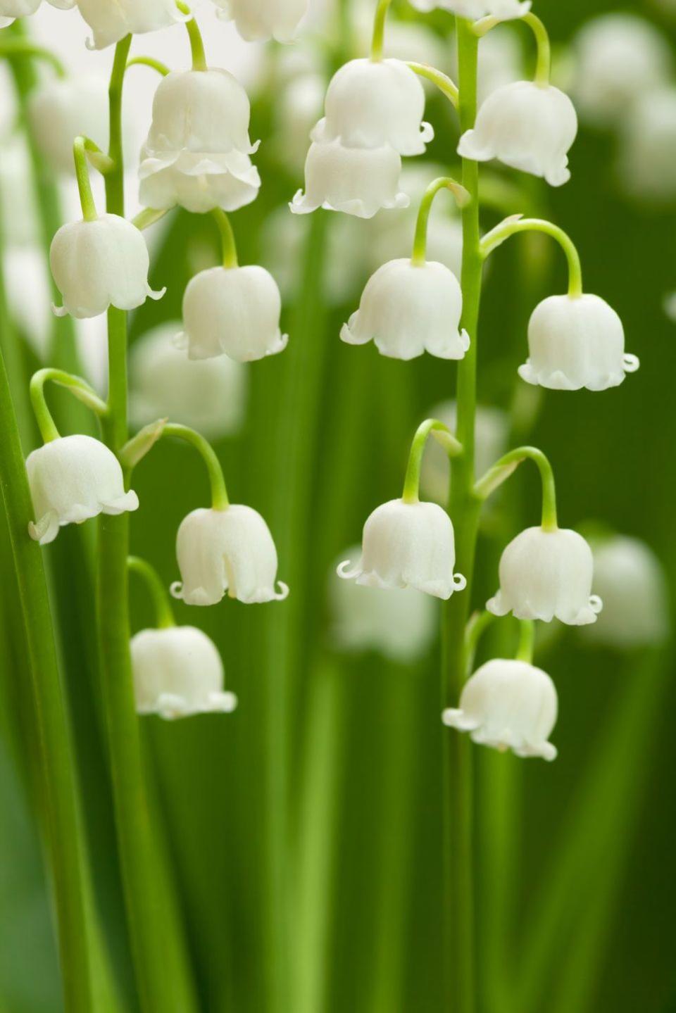 Lily-of-the-Valley