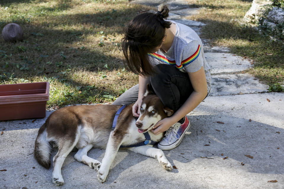 In this Wednesday, Nov. 21, 2018 photo, Rose Verrill, 13, rubs the head of a brown and white Husky named Sinatra at her home in Seffner, Fla. Eighteen months after the dog disappeared from his home in New York, he ended up wandering in a Florida neighborhood where Verrill took him in. Turns out, Sinatra once belonged to Zion Willis, 16, who died in a gun accident in Brooklyn, N.Y., in 2015. He'll be reunited with her family in Baltimore on Nov. 25. (Bronte Wittpenn/Tampa Bay Times via AP)