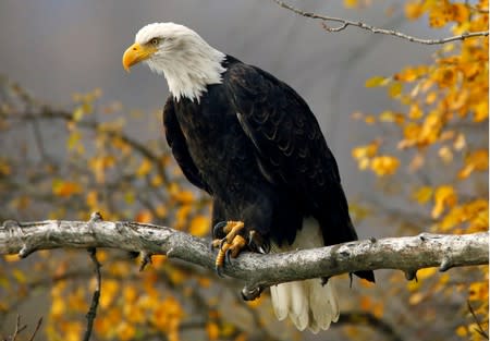 FILE PHOTO: A bald eagle sits in a tree in the Chilkat Bald Eagle Preserve near Haines, Alaska