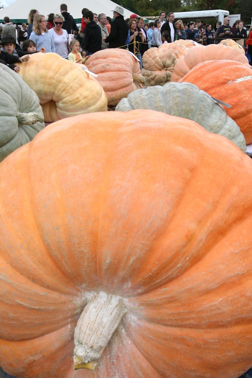2009: Giant pumpkins waiting for the weigh-in at The Southern New England Giant Pumpkin Growers' Annual Weigh-Off, held at Frerichs Farm in Warren.