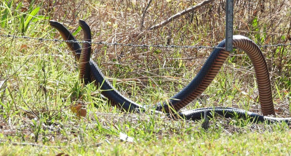 Two male red-bellied black snakes combatting at a bird-watching spot in Wyong, Central Coast, NSW.