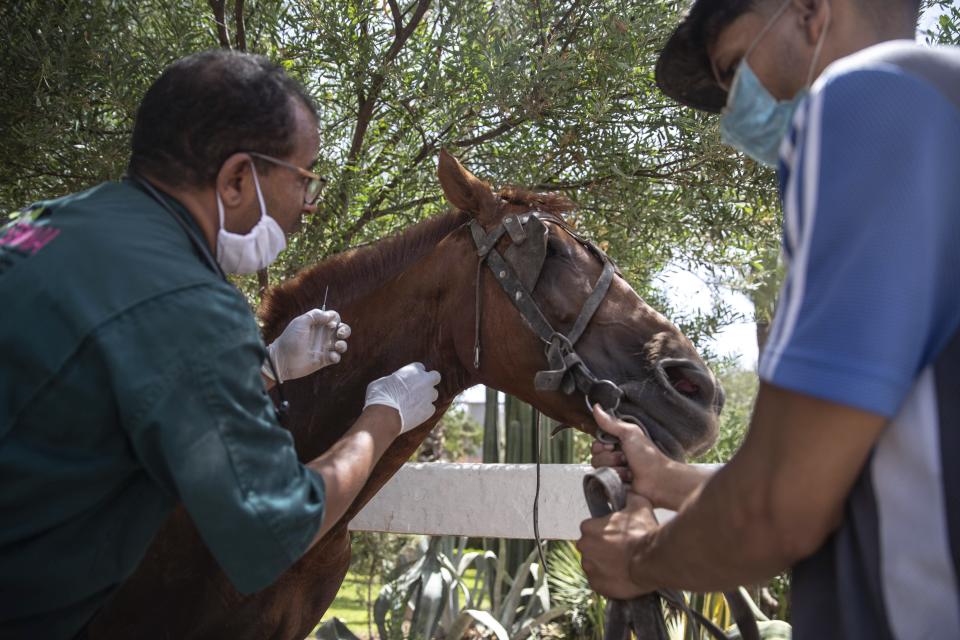 A doctor inspects a sick horse at the SPANA shelter in Marrakech, Morocco, Wednesday, July 22, 2020. Morocco's restrictions to counter the coronavirus pandemic have taken a toll on the carriage horses in the tourist mecca of Marrakech. Some owners struggle to feed them, and an animal protection group says hundreds of Morocco's horses and donkeys face starvation amid the collapsing tourism industry. (AP Photo/Mosa'ab Elshamy)