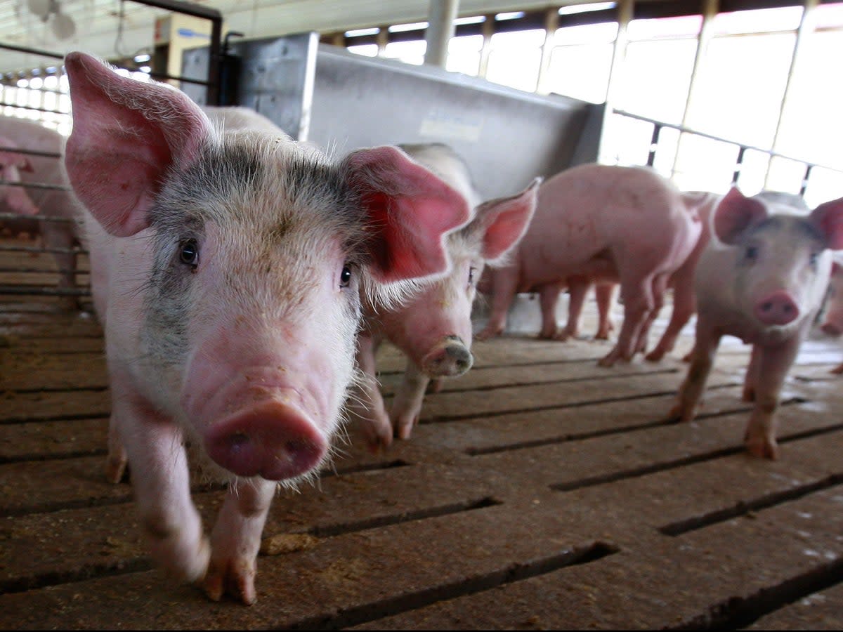 Swine flu in humans is not caused by pigs (Getty Images)