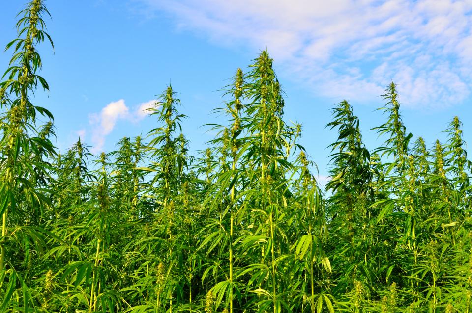 Industrial hemp requires very little pesticides and fertilizer, absorbs more C02 than any forest or commercial crop, and can be made into textiles, paper, composite materials, and more.