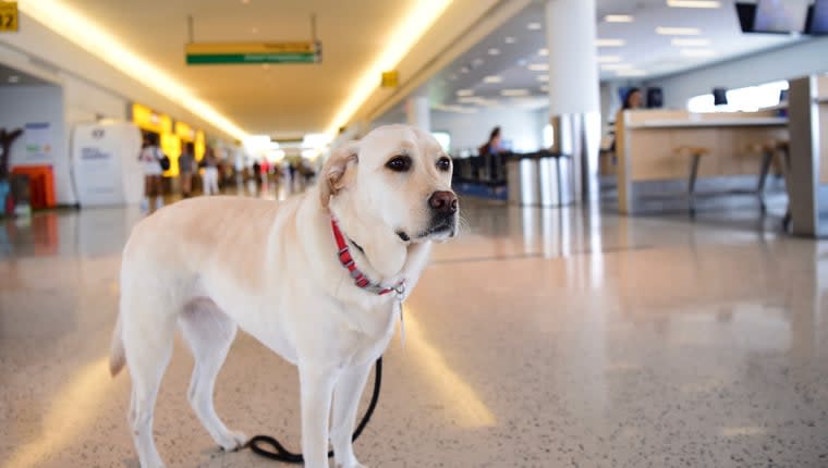 Dog Found Abandoned Outside Airport, Held at Shelter