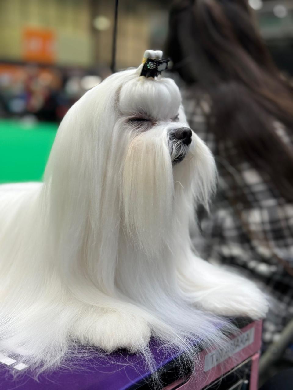 A Maltese dog is seen in Crufts, the dog show, in Birmingham, England, on March 7, 2024.