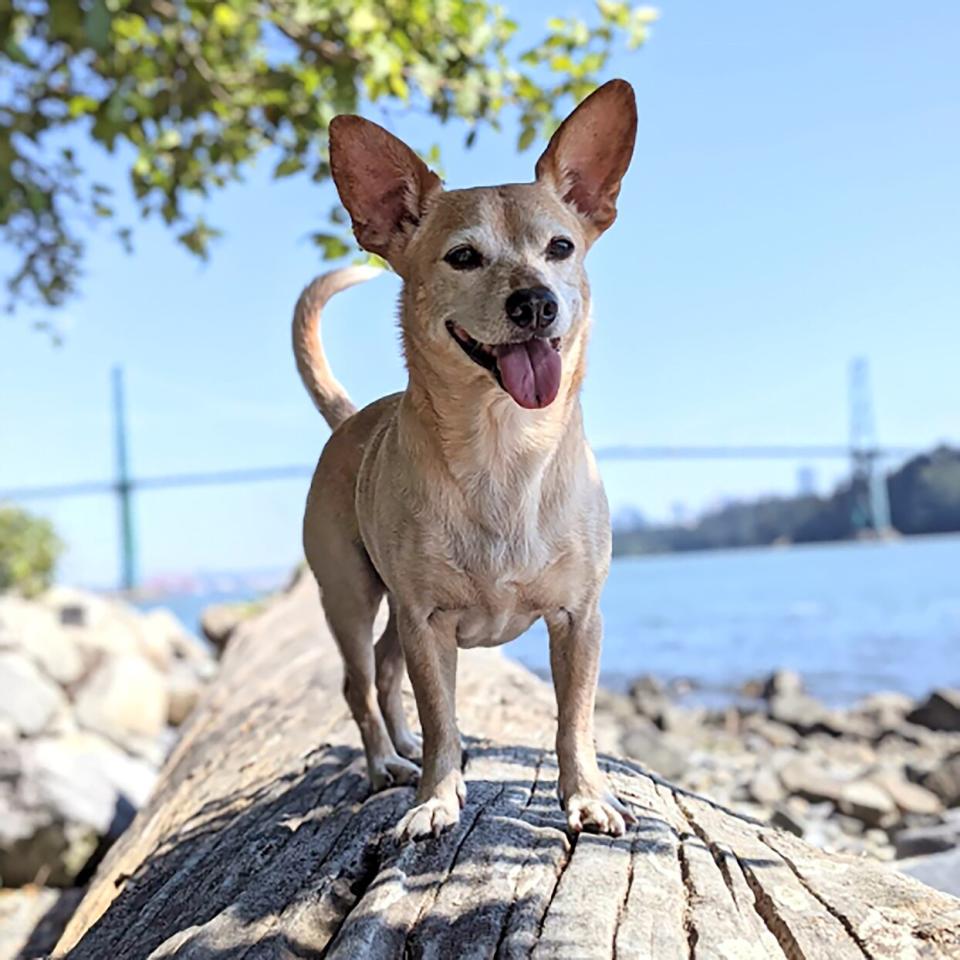 rat terrier corgi standing on stump