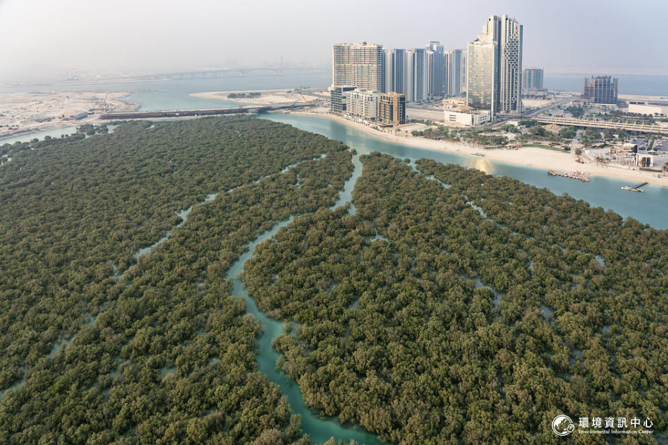 許多海邊的開發建設都是砍伐紅樹林得來的土地。但近年阿聯大力推動低碳目標，並規劃要為今年聯合國氣候大會（COP28）的每位參與者種下10株紅樹林。  攝影：許震唐