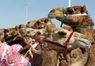 <p>Camels line up prior to the start of a race at the annual Moreeb Dune Festival on Jan. 1. (Photo: Karim Sahib/AFP/Getty Images) </p>