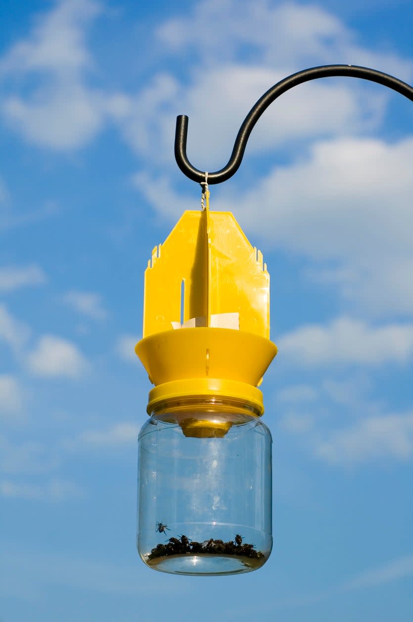 Japanese beetle trap hanging on a hook