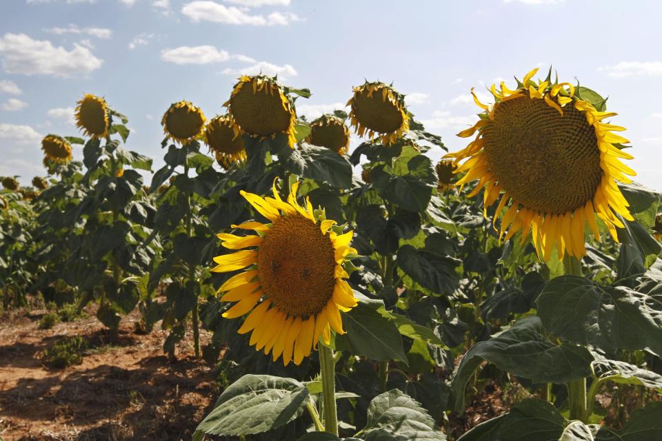 In this Wednesday, July 18, 2012 photo, sunflowers droop in the Oklahoma heat near Woodward, Okla. The nation's widest drought in decades is spreading, with more than half of the continental United States now in some stage of drought and most of the rest enduring abnormally dry conditions. (AP Photo/Sue Ogrocki)