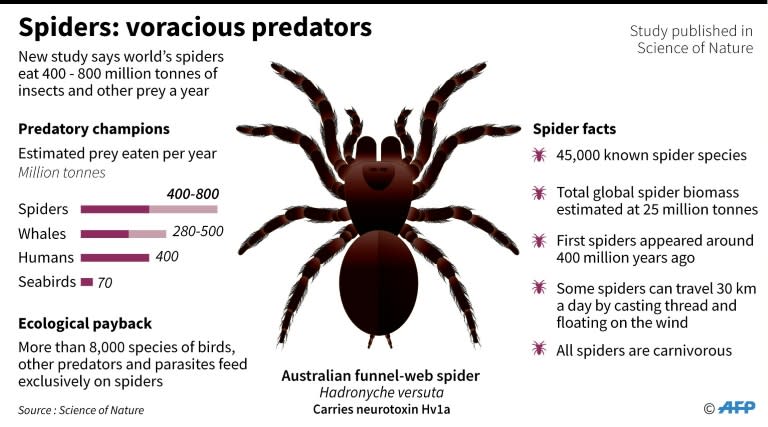 Spiders: voracious predators