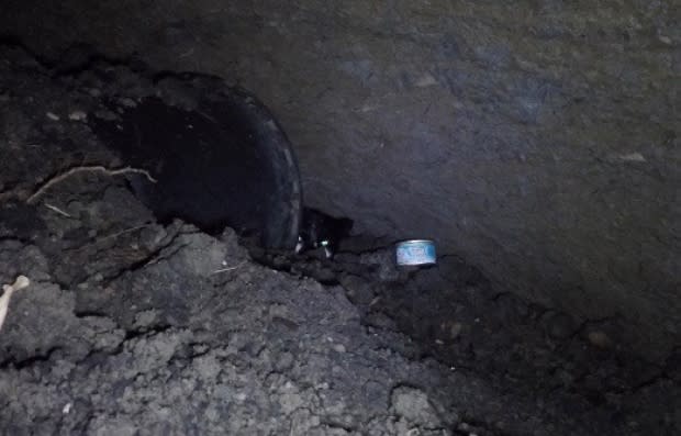 Rescue mission for cats stuck in Edmonton sinkhole enters day two