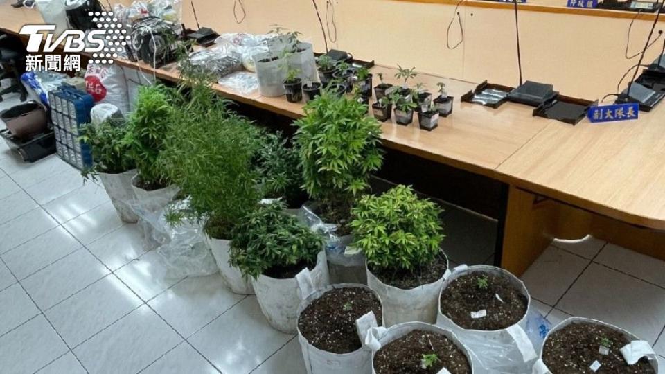 警方上門查獲大麻33株、烘乾的大麻葉157公克。（圖／TVBS）