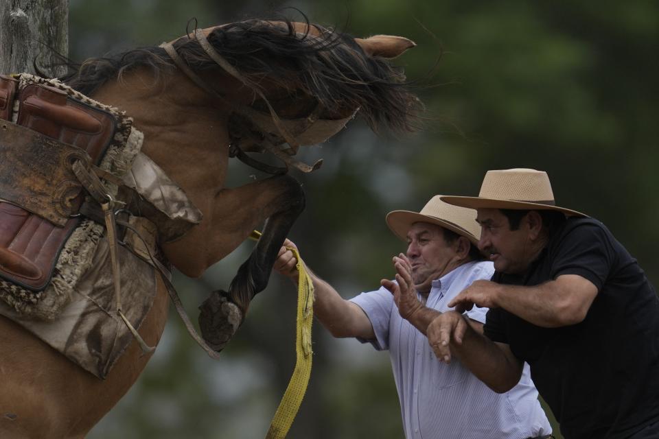 Men try to control a horse at a rodeo exhibition during Tradition Day, aimed to preserve gaucho traditions, in San Antonio de Areco, Argentina, Sunday, Nov. 13, 2022. Tradition Day is celebrated to honor the birth of Argentine writer Jose Hernandez, author of the country's national poem "The Gaucho Martin Fierro". (AP Photo/Natacha Pisarenko)