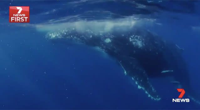 One of the humpback whales. Source: 7News
