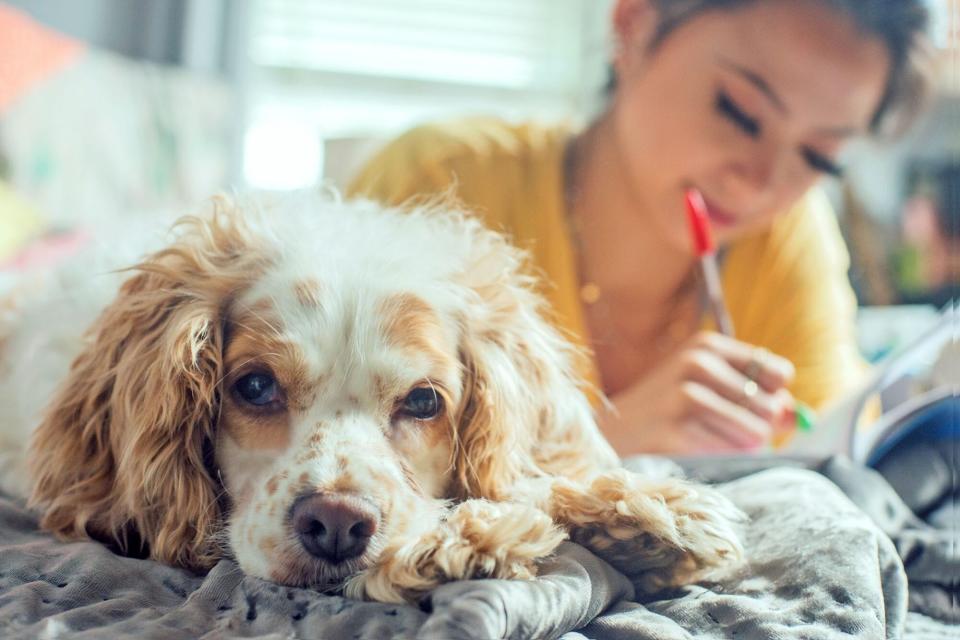 cocker spaniel lying on a bed with her owner writing in a journal behind her