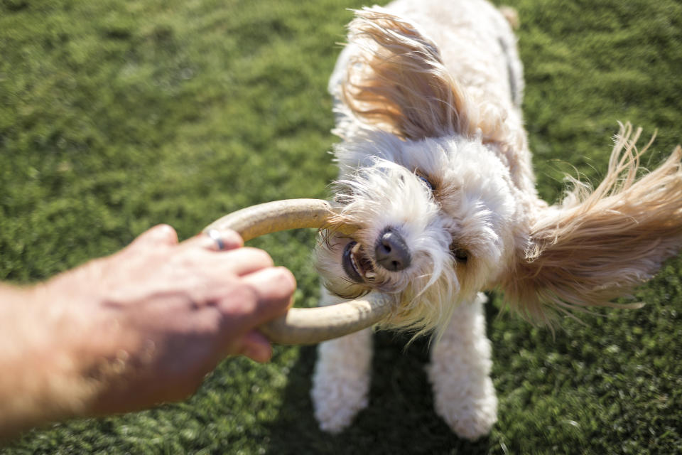 Fido will love these finds. (Photo: Getty)