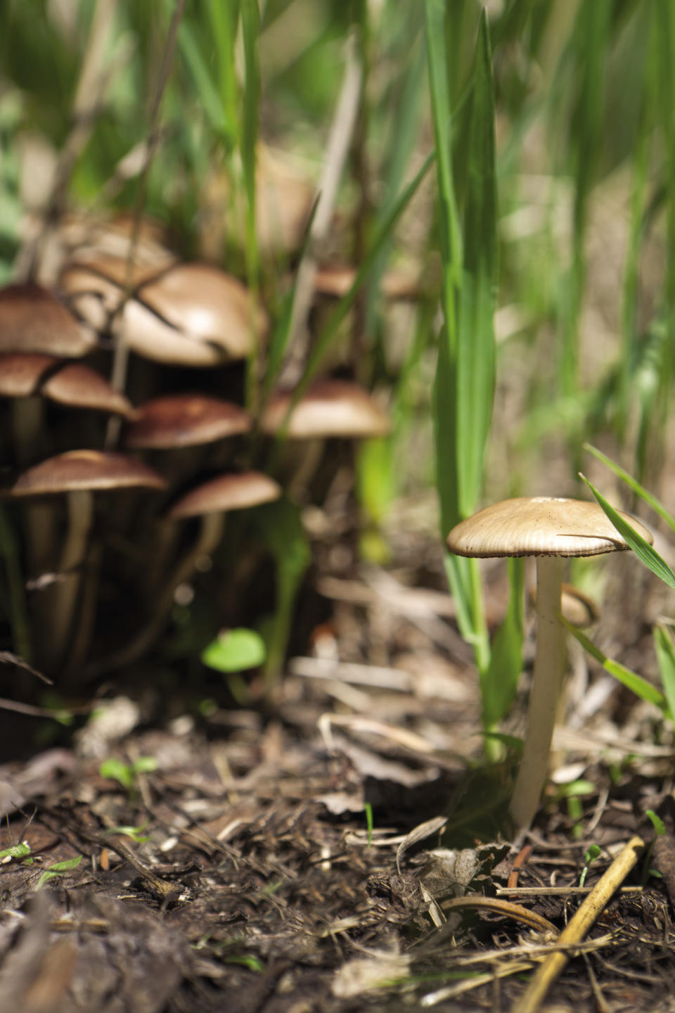 This undated image released by Four Seasons Resort Vail shows mushrooms in Vail, Colo. For $200 a person, the Four Seasons Resort Vail provides guided expeditions in luxury SUVs to look for mushrooms. The Mushrooms & Mercedes program includes a lunchtime break with wine, cheese and prosciutto, and ends with a three-course mushroom-themed meal back at the hotel. (AP Photo/Four Seasons Resort Vail, Don Riddle)