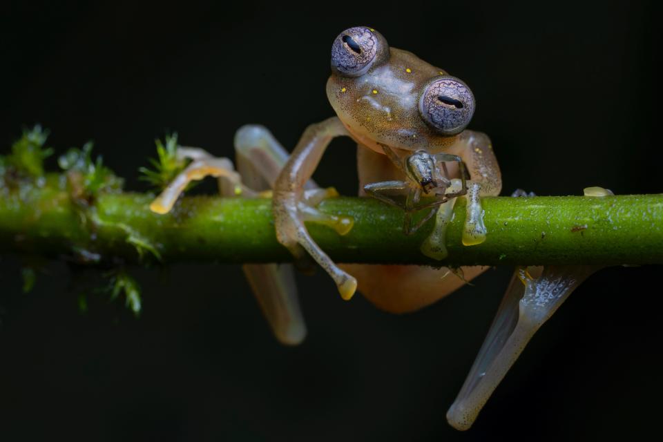 © Jaime Culebras, Wildlife Photographer of the Year 2020