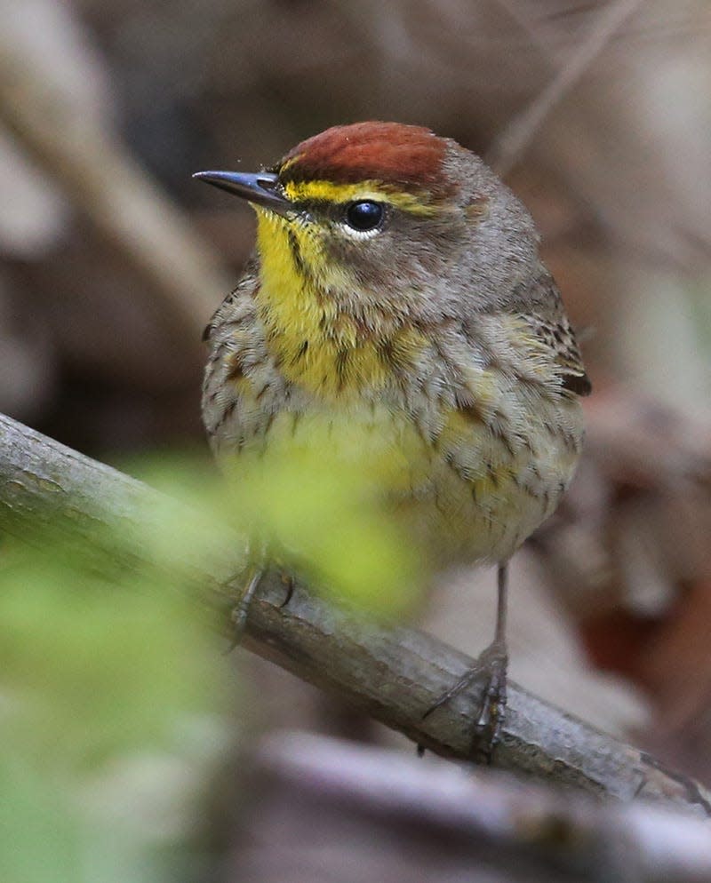 A Palm Warbler looks for breakfast in the woods near Lake Ontario in Greece Thursday, May 6, 2023.