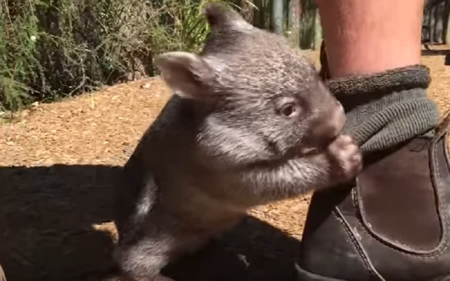 This baby wombat thinks it’s a dog and we don’t have the heart to tell him otherwise