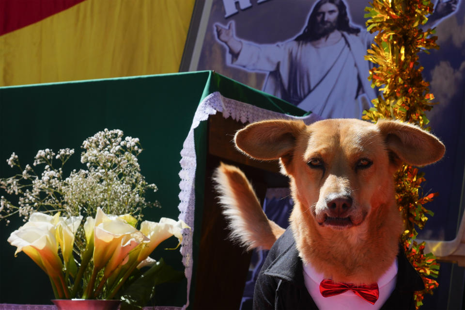 Un perro vestido de esmoquin asiste a una misa en la iglesia del Cuerpo de Cristo por las celebraciones del día de San Roque, considerado el santo patrón de los perros, en El Alto, Bolivia, el miércoles 16 de agosto de 2023. (AP Foto/Juan Karita)