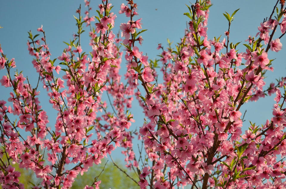 桃花(Photo Credit:rkvnk@pixabay.com, License CC0，圖片來源：https://pixabay.com/zh/photos/bloom-peach-peach-blossoms-1039912/)