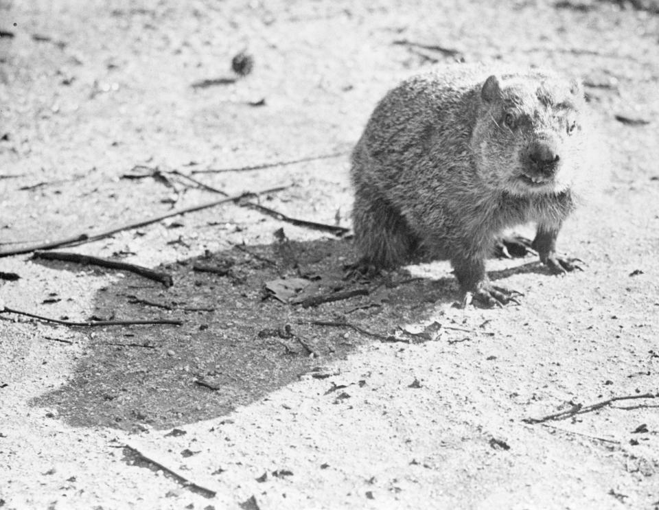 FILE - The Zoo's groundhog crept out of his hole, Feb. 2, 1946, in Philadelphia, Pa., and saw his shadow, which means six more weeks of cold weather. The arrival of annual Groundhog Day celebrations Friday, Feb. 2, 2024, will draw thousands of people to see celebrity woodchuck Phil at Gobbler's Knob in Punxsutawney, Pa. — an event that exploded in popularity after the 1993 Bill Murray movie. (AP Photo, File)